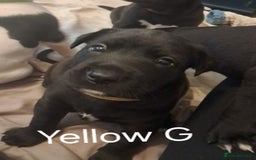 Mixed Breed dogs for sale: Staffy x malonios - Advert 15