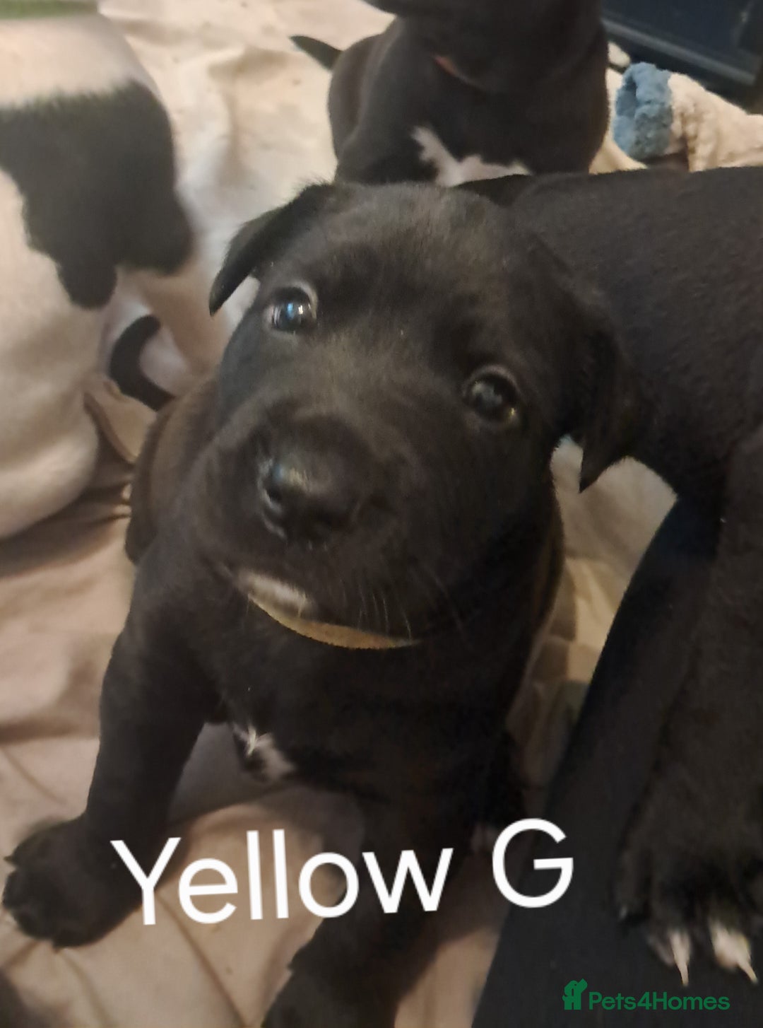 Mixed Breed dogs for sale: Staffy x malonios - Advert 15