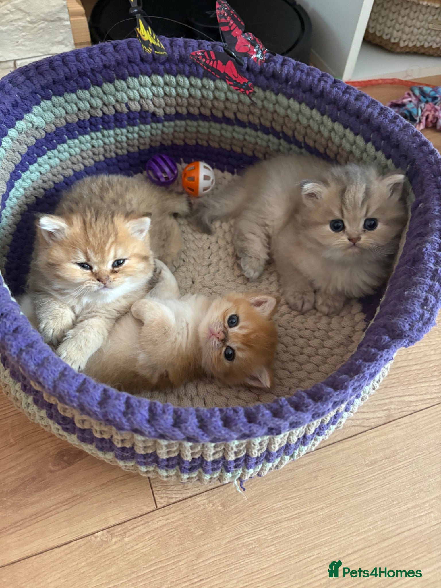 British Shorthair cats BEAUTIFUL GOLDEN BSH KITTENS AVAILABLE TO RESERVE - Advert 2