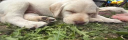 Labrador Retriever dogs for sale: ✨beautiful chunky pedigree Labradors✨ - Advert 17