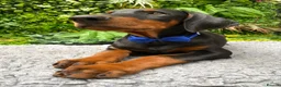 Dobermann dogs for sale: *KC REGISTERED* HEALTH TESTED DOBERMAN PUPPIES - Advert 1