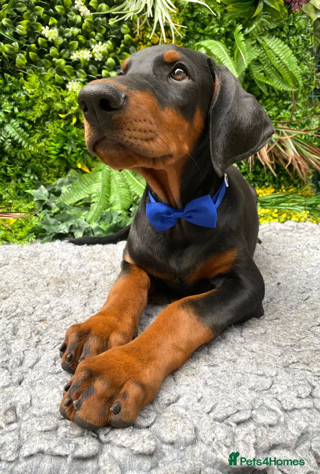Dobermann dogs for sale: *KC REGISTERED* HEALTH TESTED DOBERMAN PUPPIES - Advert 1