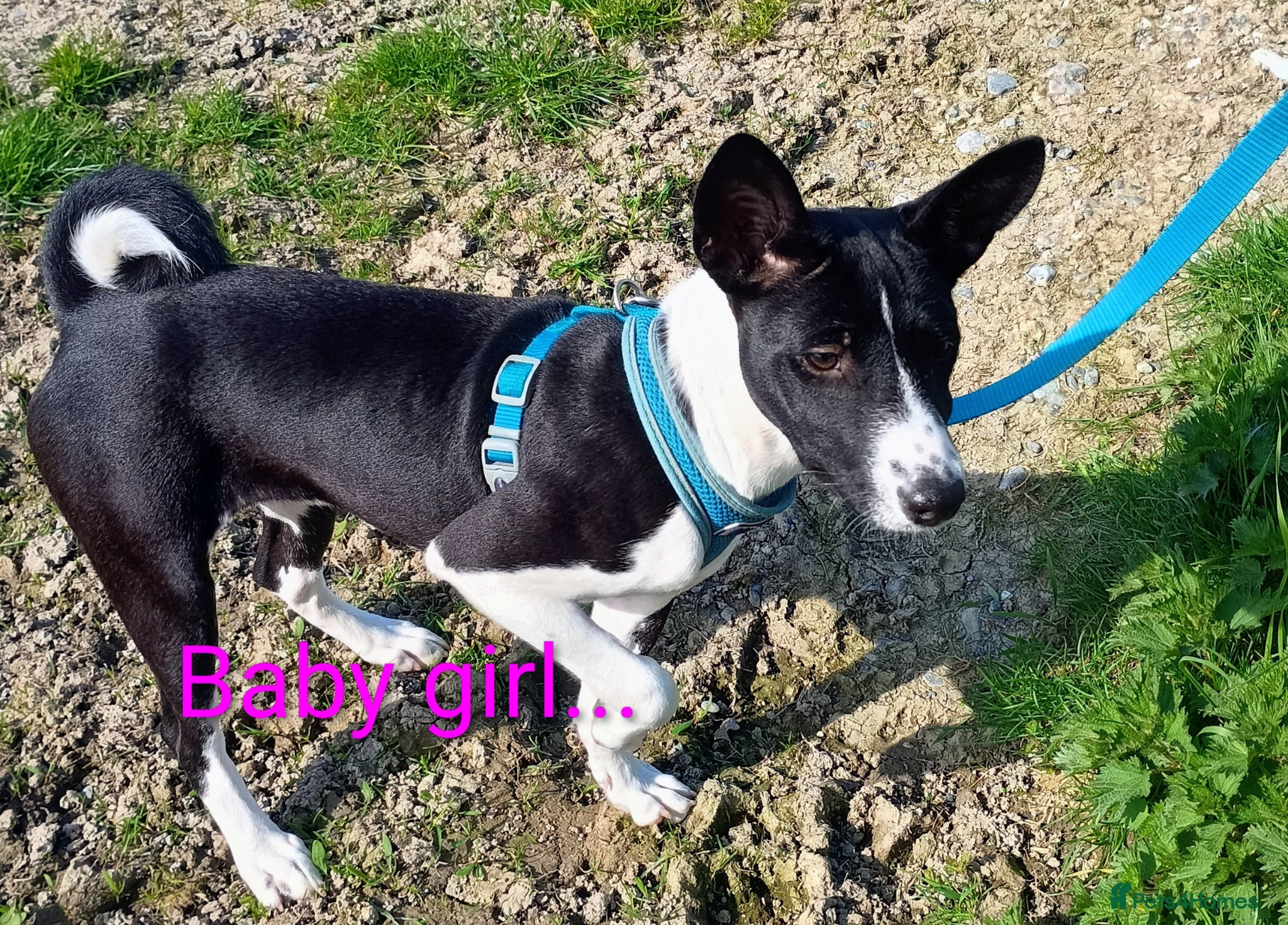 Basenji dogs Basenji baby girl... last one left. Top quality - Advert 2