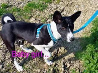 Basenji dogs Basenji baby girl... last one left. Top quality - Advert 2
