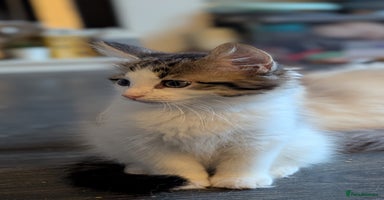 Maine Coon cats - Advert 16
