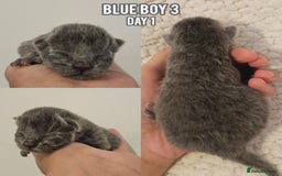 British Shorthair cats for sale: Blue British Shorthairs to reserve - Image 2