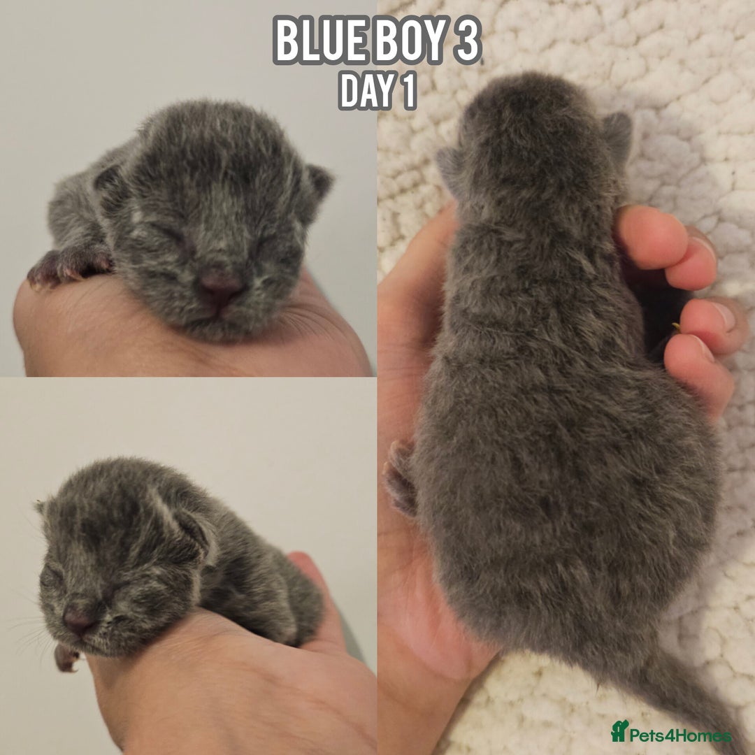 British Shorthair cats for sale: Blue British Shorthairs to reserve - Image 2