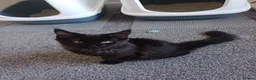 Maine Coon cats for sale: Maine coon kittens(pure breed) - Advert 9