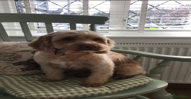 Cockapoo dogs - Advert 1