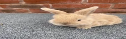 Mini Lop rabbits for sale: STUNNING PURE BREED MINI LOPS AMAZING COLOURS  - Advert 7