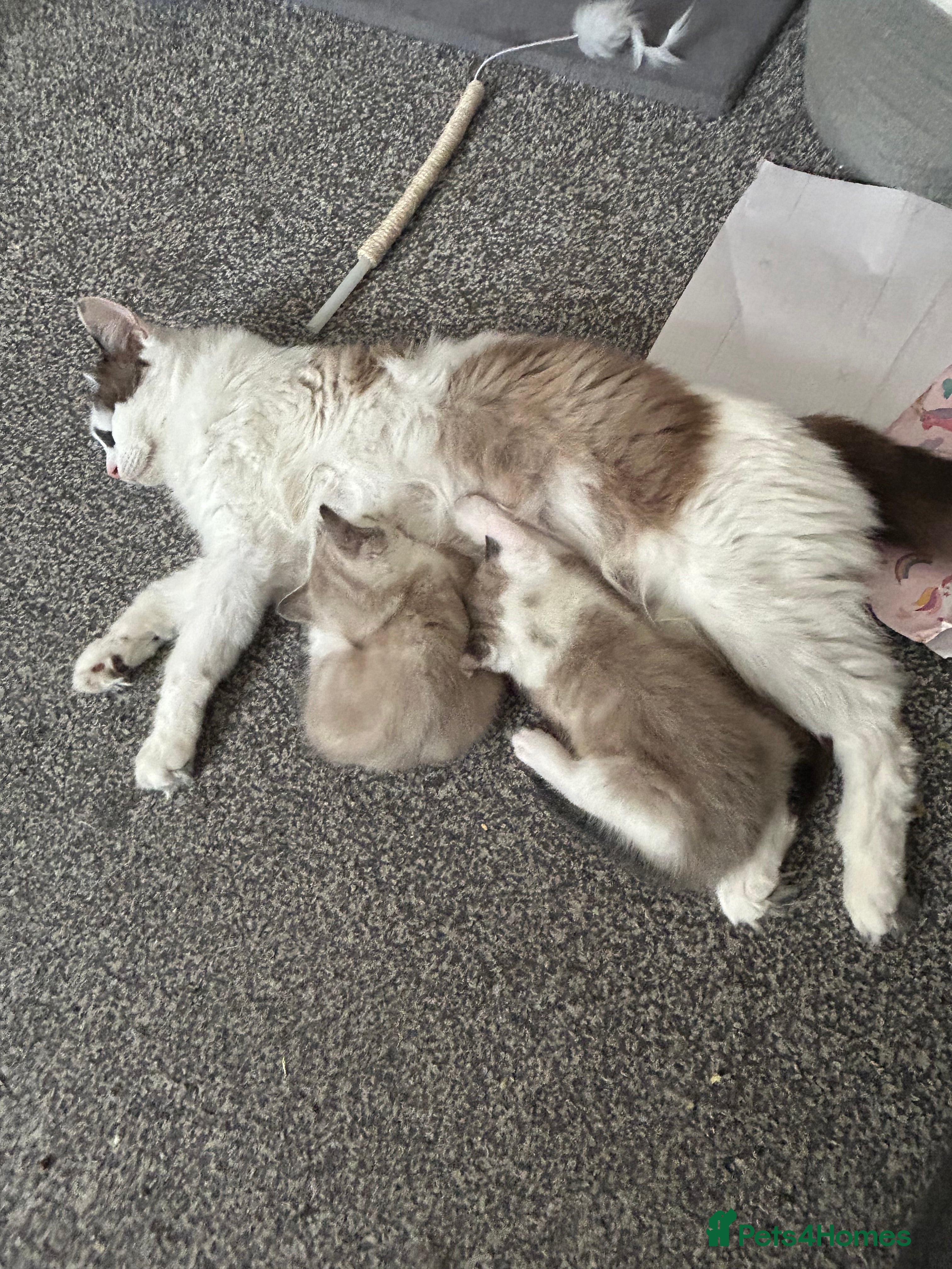 Mixed Breed cats for sale:  fluffy ragdoll mix kittens for sale  in Portsmouth - Advert 8