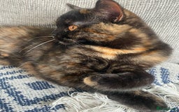 British Shorthair cats for sale: Beautiful Tortoiseshell and White pure BSH - Image 6