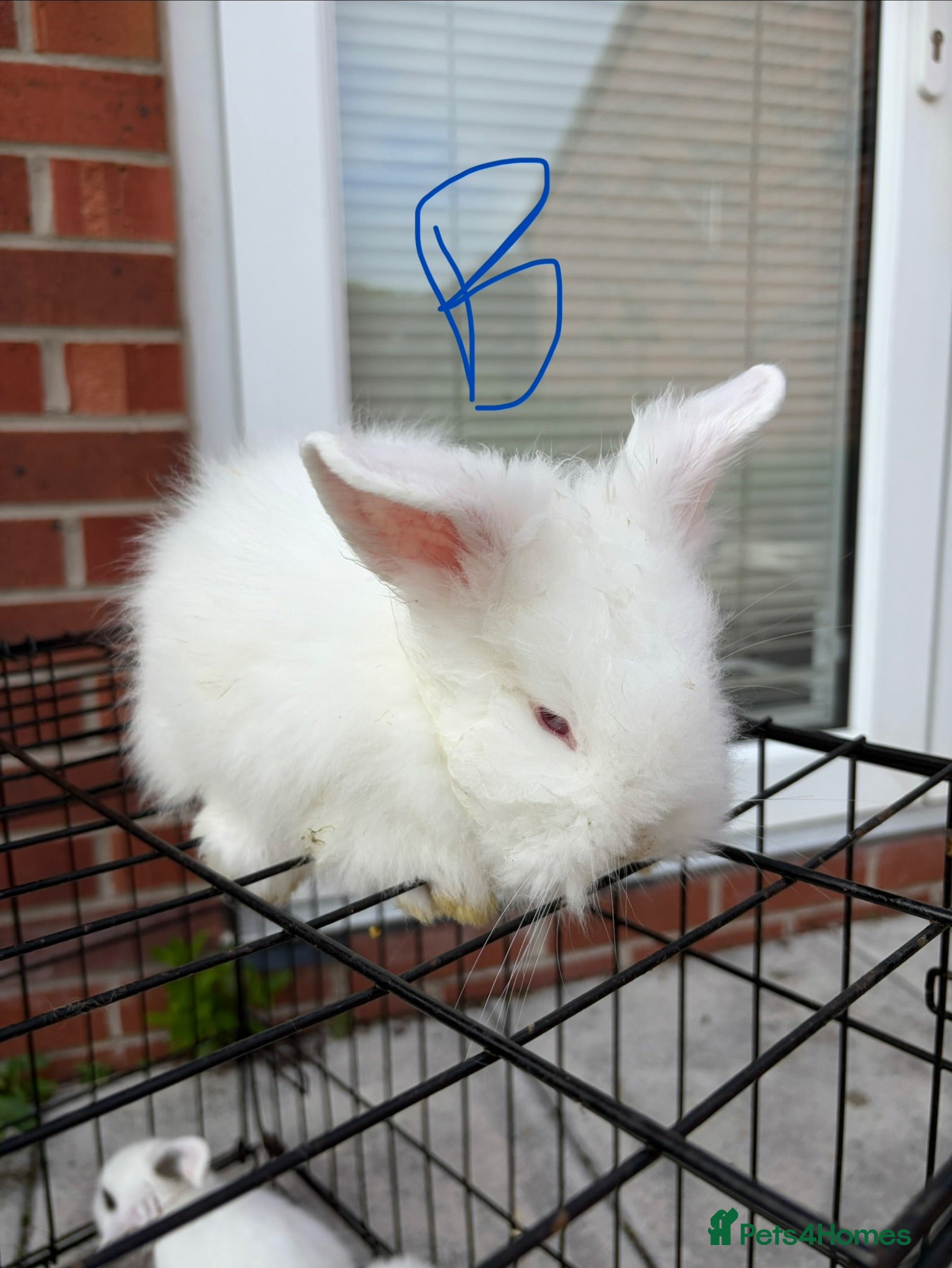 Lionhead rabbits Baby lionheads - Advert 1
