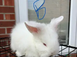 Lionhead rabbits Baby lionheads - Advert 1