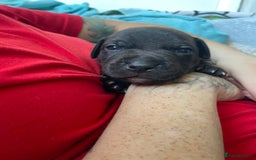 Staffordshire Bull Terrier dogs for sale: Last male Staffy looking for his forever home - Image 4