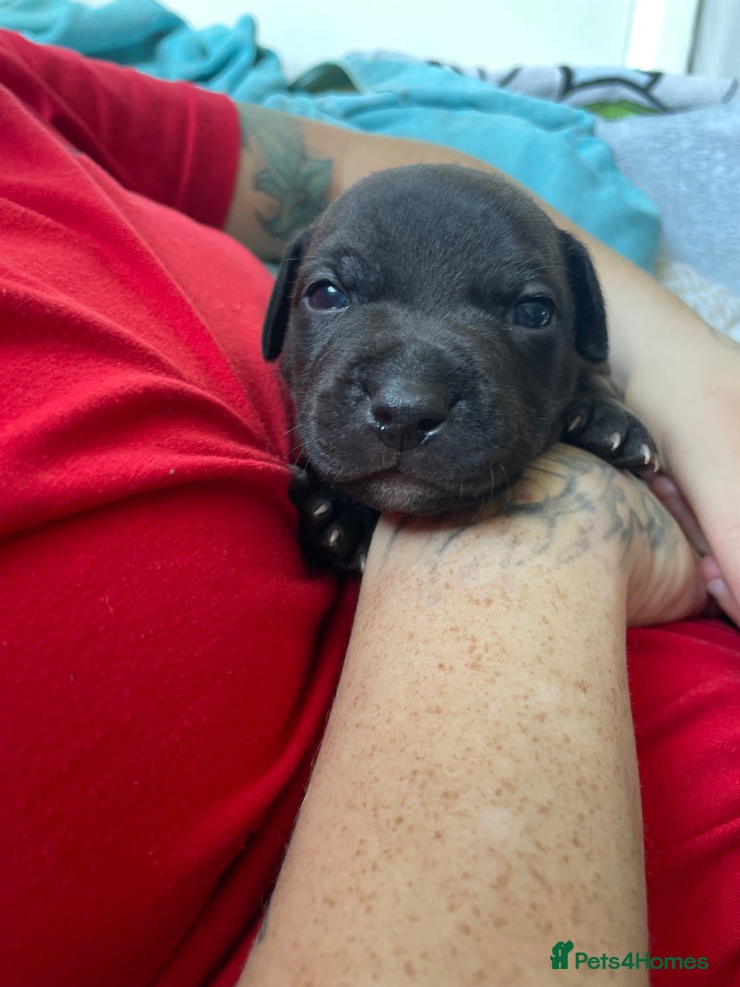 Staffordshire Bull Terrier dogs for sale: Last male Staffy looking for his forever home - Image 4