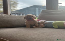 Cockapoo dogs for sale: Teddy bear cute Tiny Cockapoos  - Advert 13