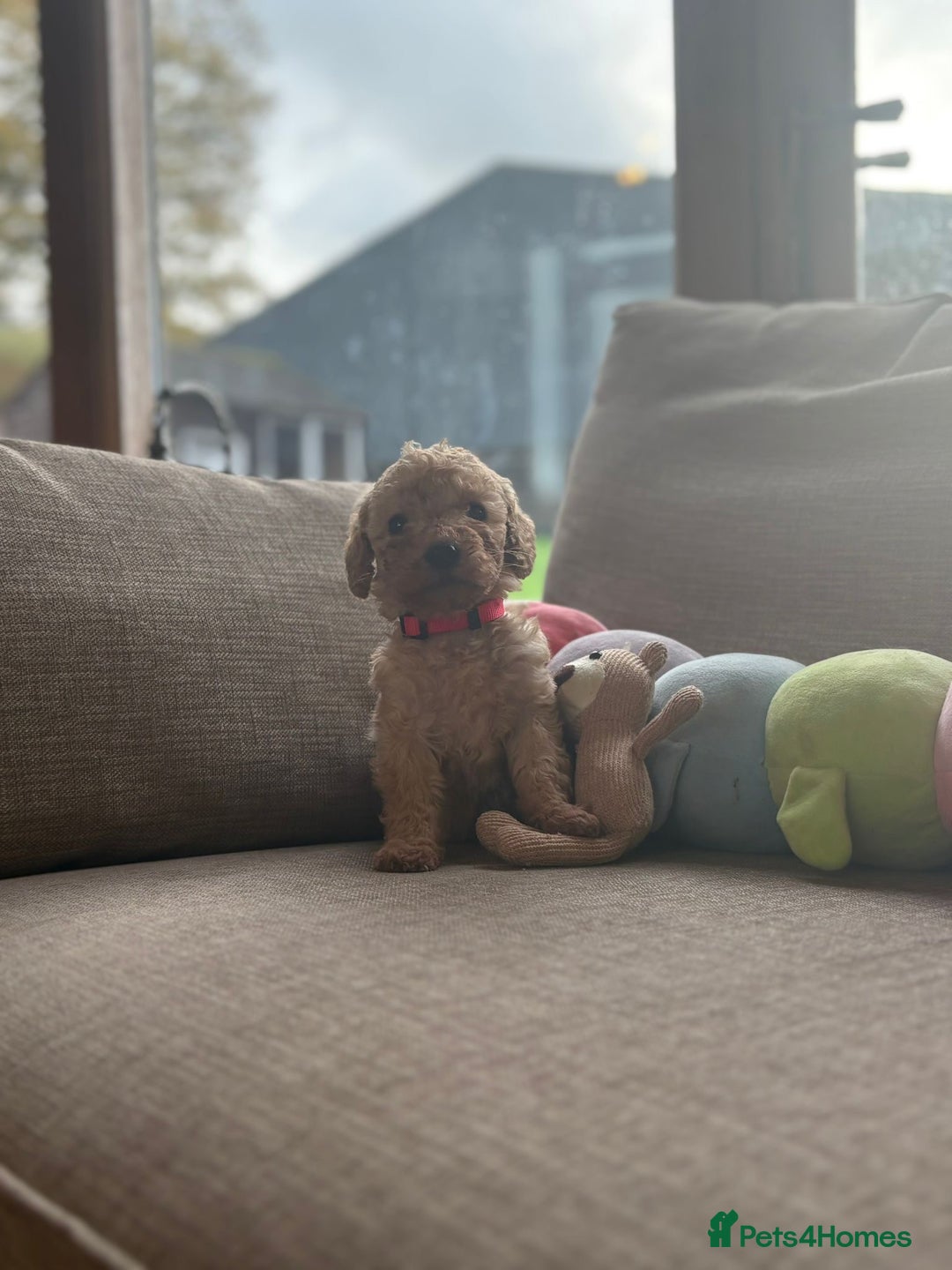 Cockapoo dogs for sale: Teddy bear cute Tiny Cockapoos  - Advert 13