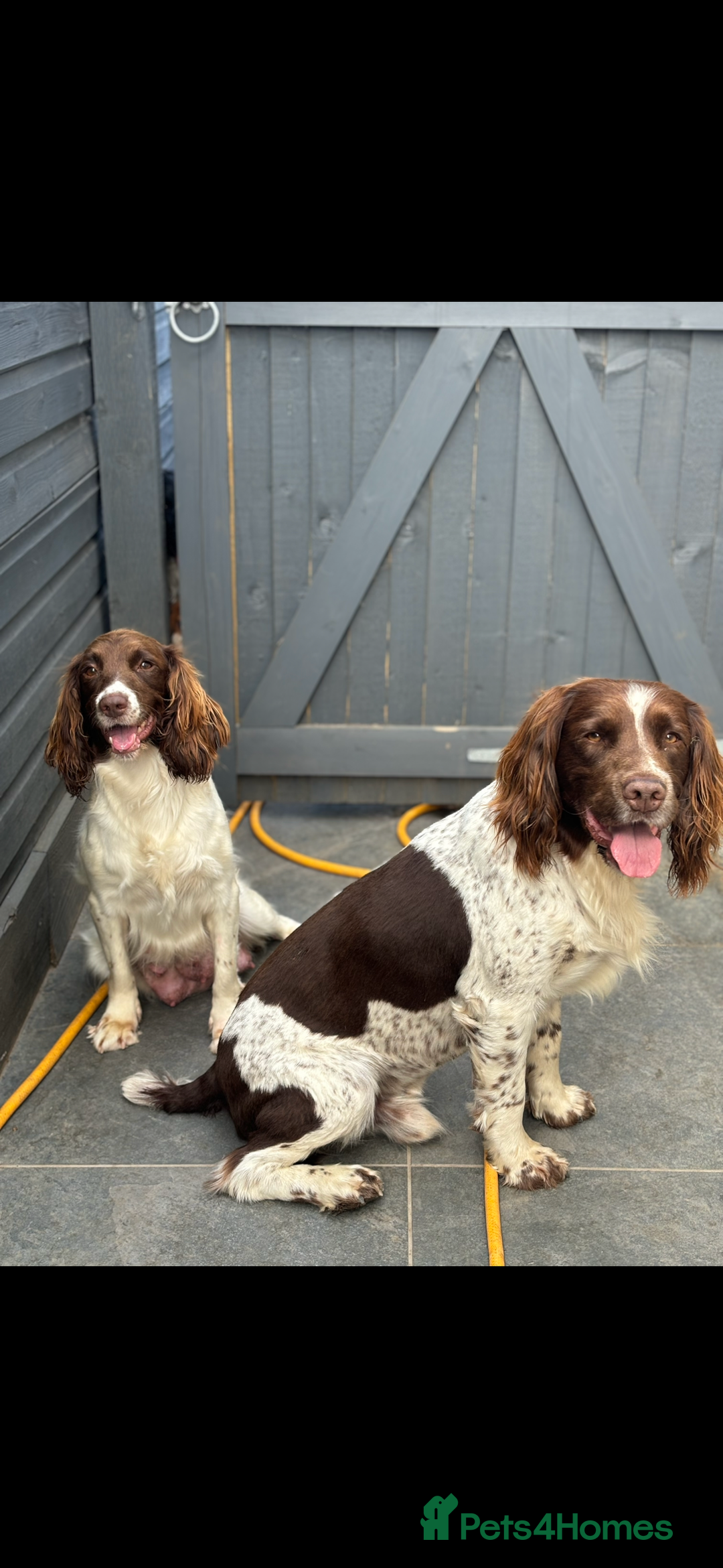 English Springer Spaniel dogs for sale: Kc springer puppies  - Image 4