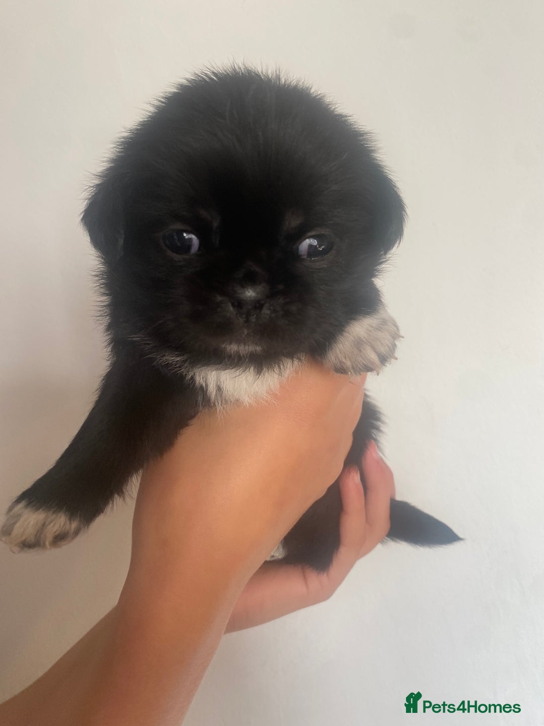 Mixed Breed dogs for sale: pugzu puppies for sale - Image 1