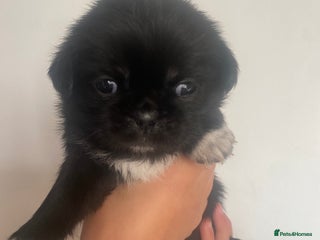 Mixed Breed dogs - Advert 5