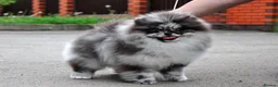Pomeranian dogs for sale: Chocolate Merle Boy - Advert 40