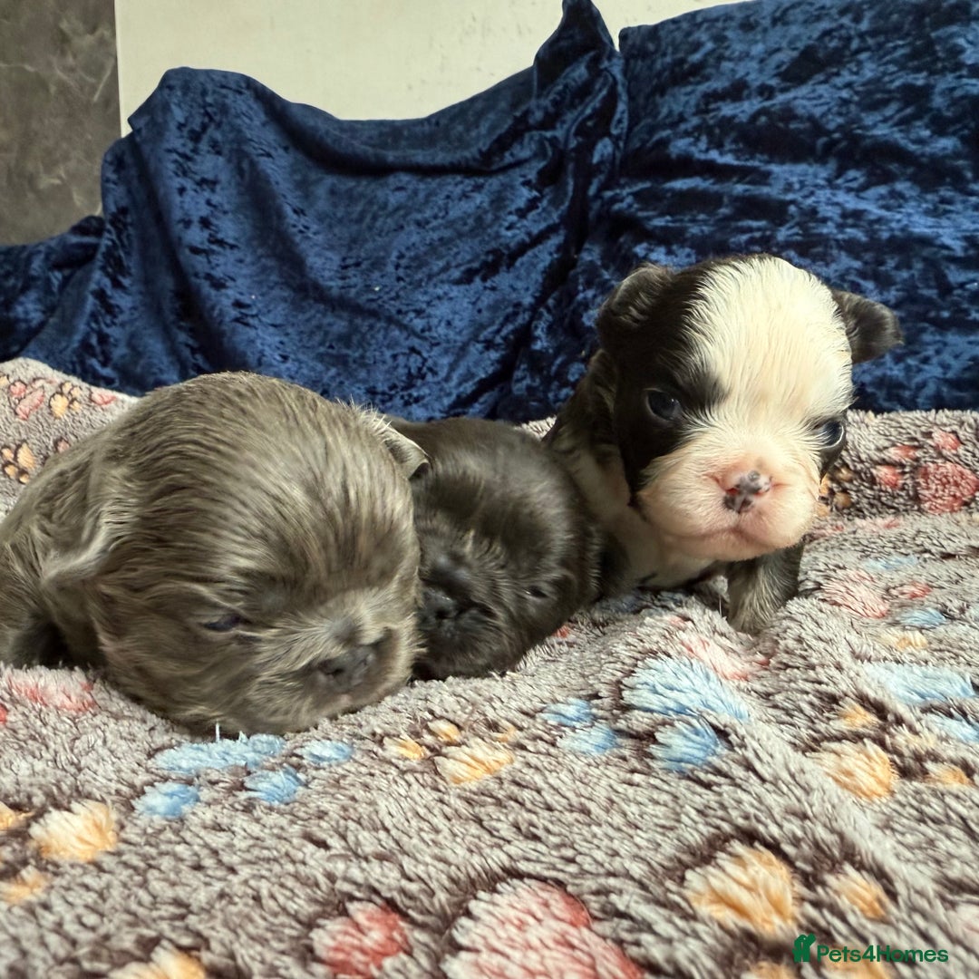 French Bulldog dogs for sale: Fluffy frenchies 🐶 - Image 5
