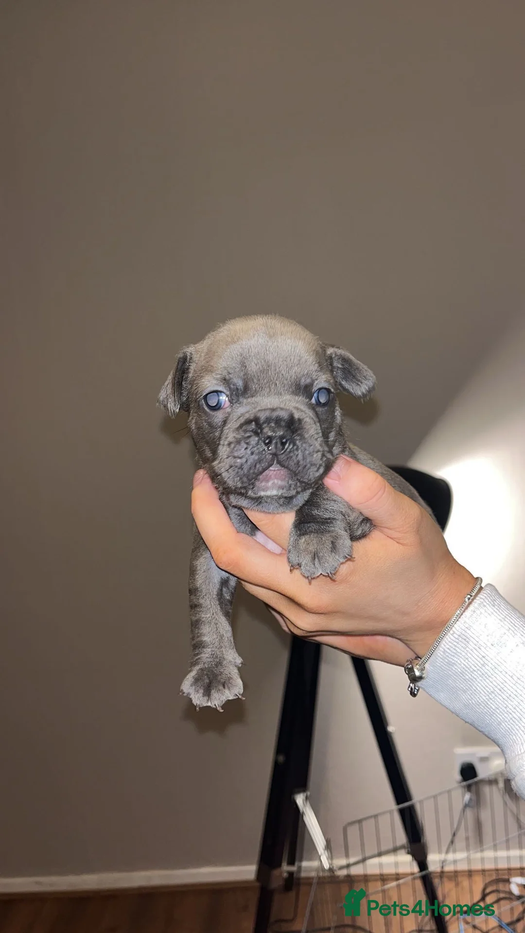 French Bulldog dogs for sale: 3 French bulldog puppies  - Advert 4