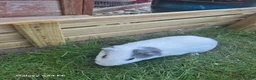 Guinea Pig rodents for sale: 2 male guinea pigs  in Kingsbridge - Advert 6
