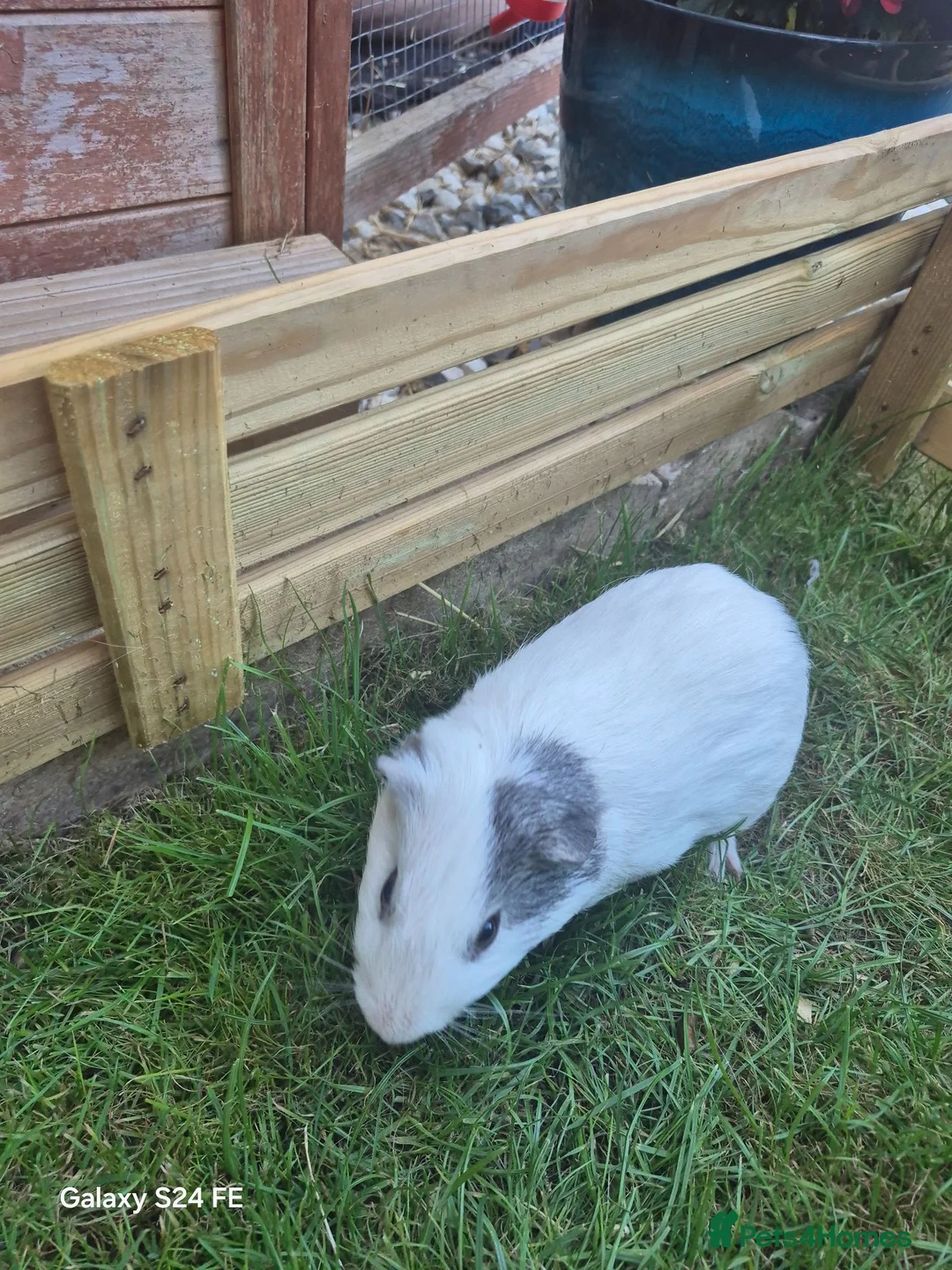 Guinea Pig rodents for sale: 2 male guinea pigs  in Kingsbridge - Advert 6