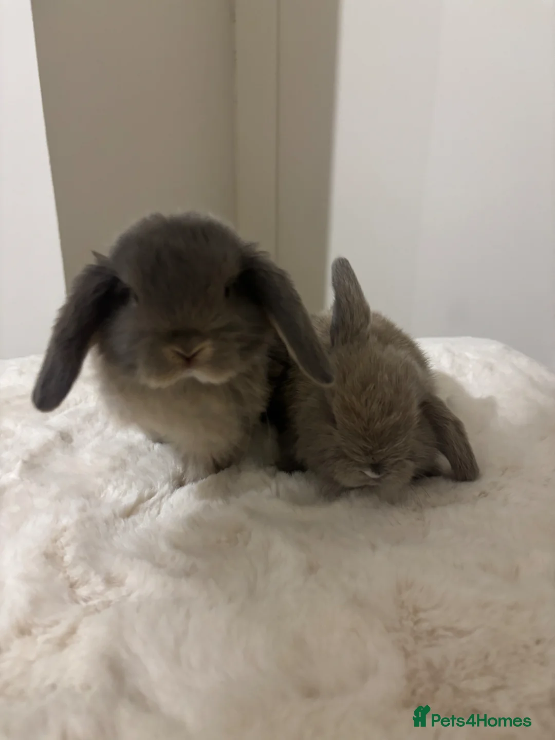 Mini Lop rabbits for sale: Gorgeous mini lop babies boy and girl  in Kettering - Advert 7