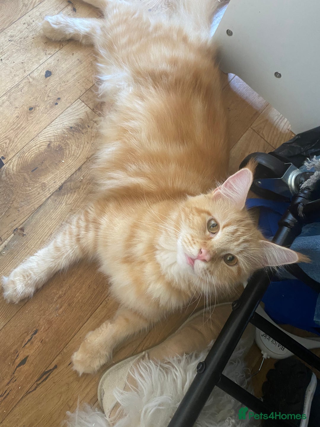 Maine Coon cats for sale: Maine Coon Cross - Advert 1
