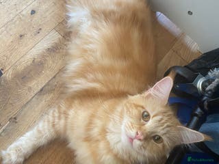 Maine Coon cats Maine Coon Cross - Advert 12