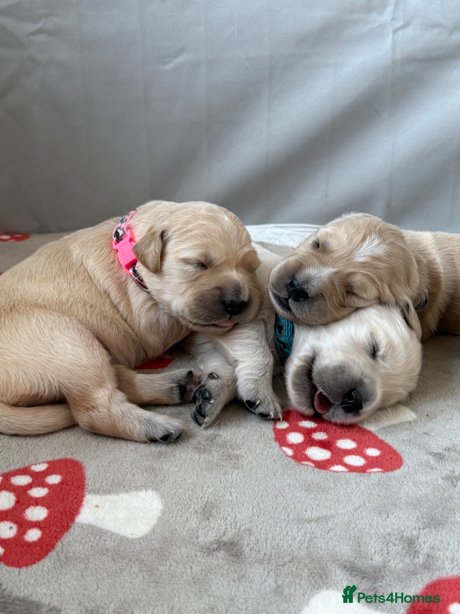 Golden Retriever dogs KC registered golden retriever puppies - Advert 1