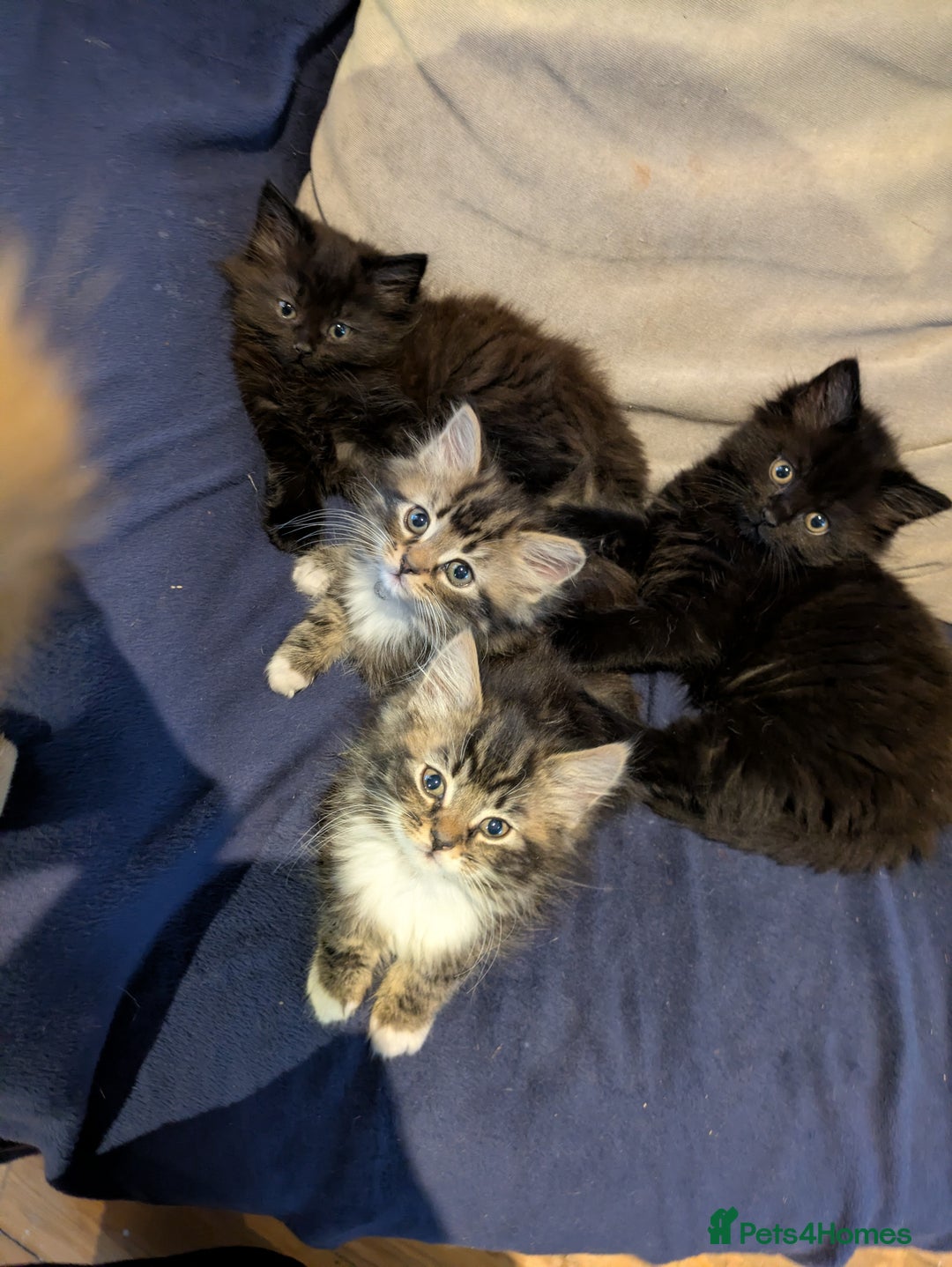 Mixed Breed cats for sale: Beautiful Kittens Ready For Their Forever Homes - Advert 1