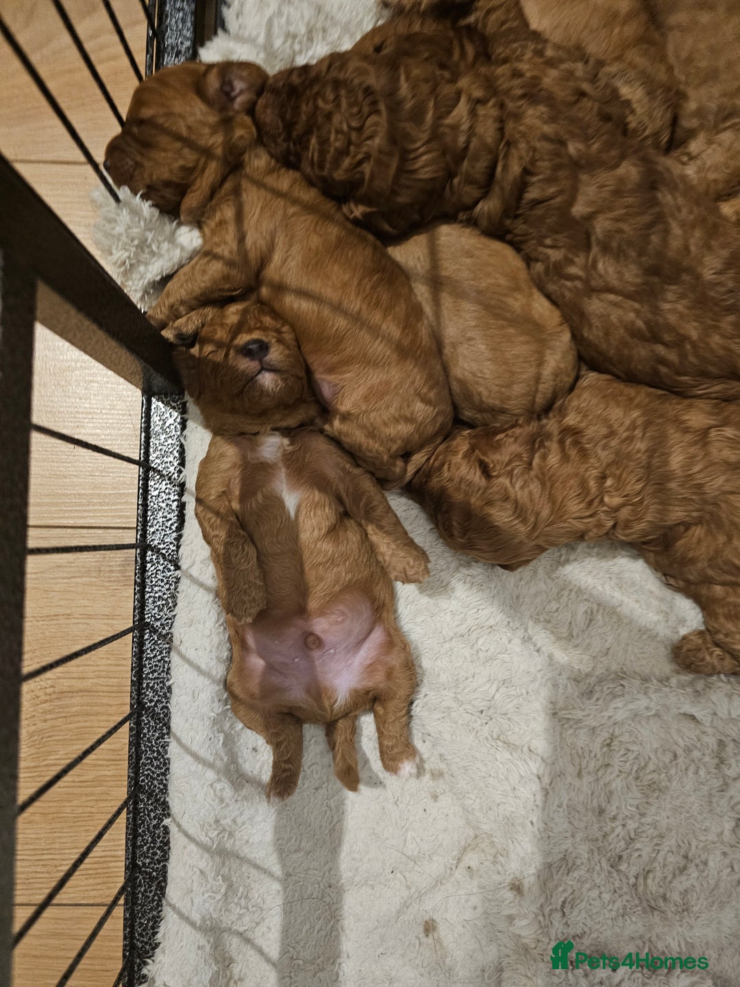 Cavapoo dogs for sale: 5 Beautiful Deep Red Cavapoo Pups - Advert 13