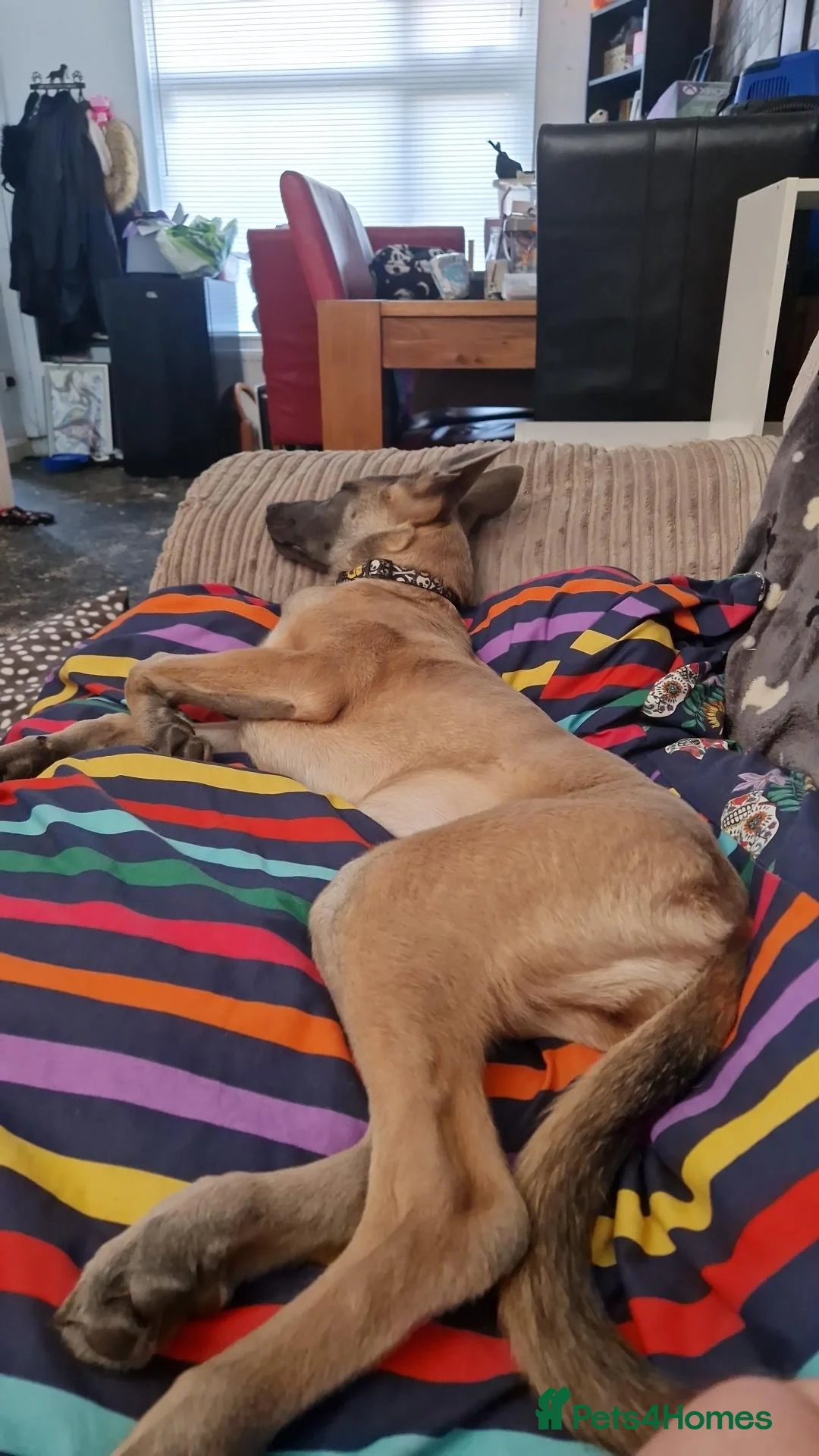 Belgian Shepherd Dog dogs for sale: Belgian malinois  - Advert 2