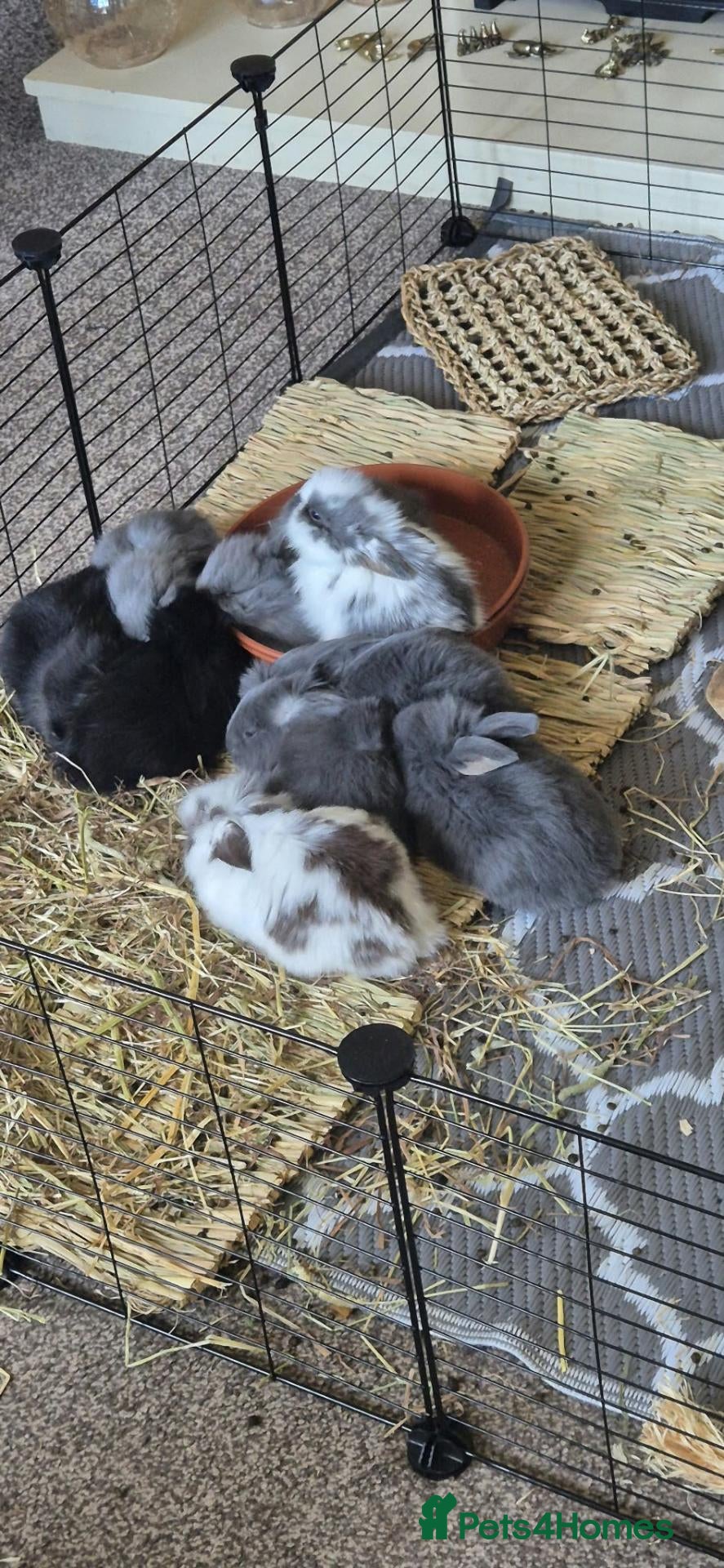 Mixed Breed rabbits Baby Bunny's  - Advert 7