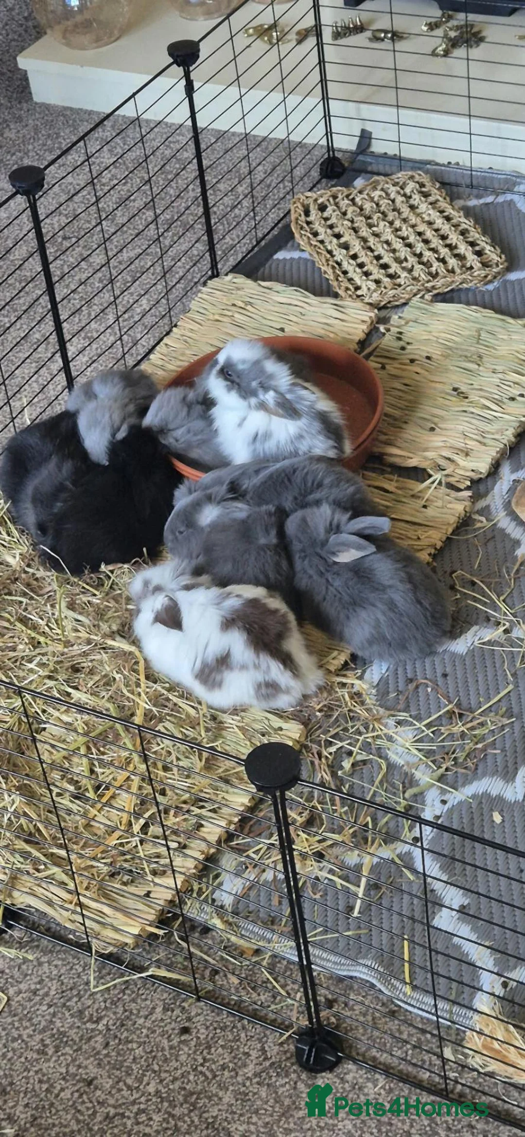 Mixed Breed rabbits for sale: Baby Bunny's  in Stone - Advert 1