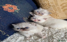 Exotic cats for sale: Outstanding exotic kittens  - Image 11