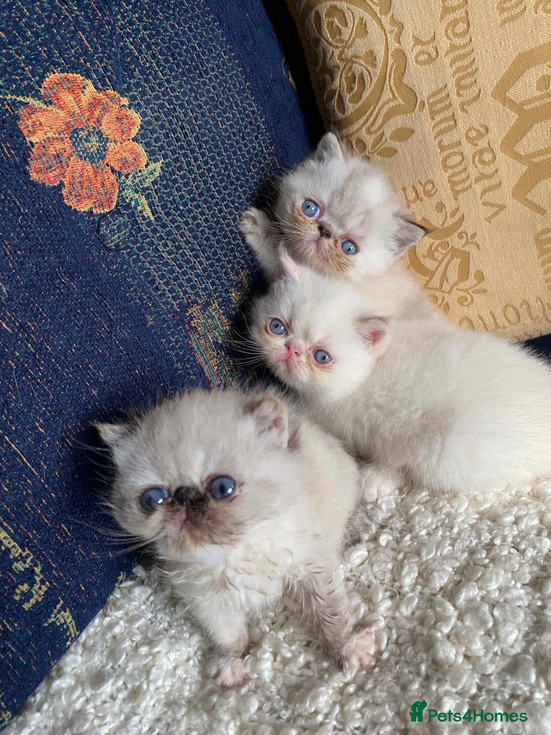 Exotic cats for sale: Outstanding exotic kittens  - Image 11