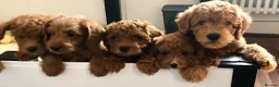 Labradoodle dogs for sale: keiras red fox miniature labradoodles  - Advert 10