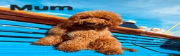 Cockapoo dogs for sale: Cockapoo  in Wolverhampton - Advert 4