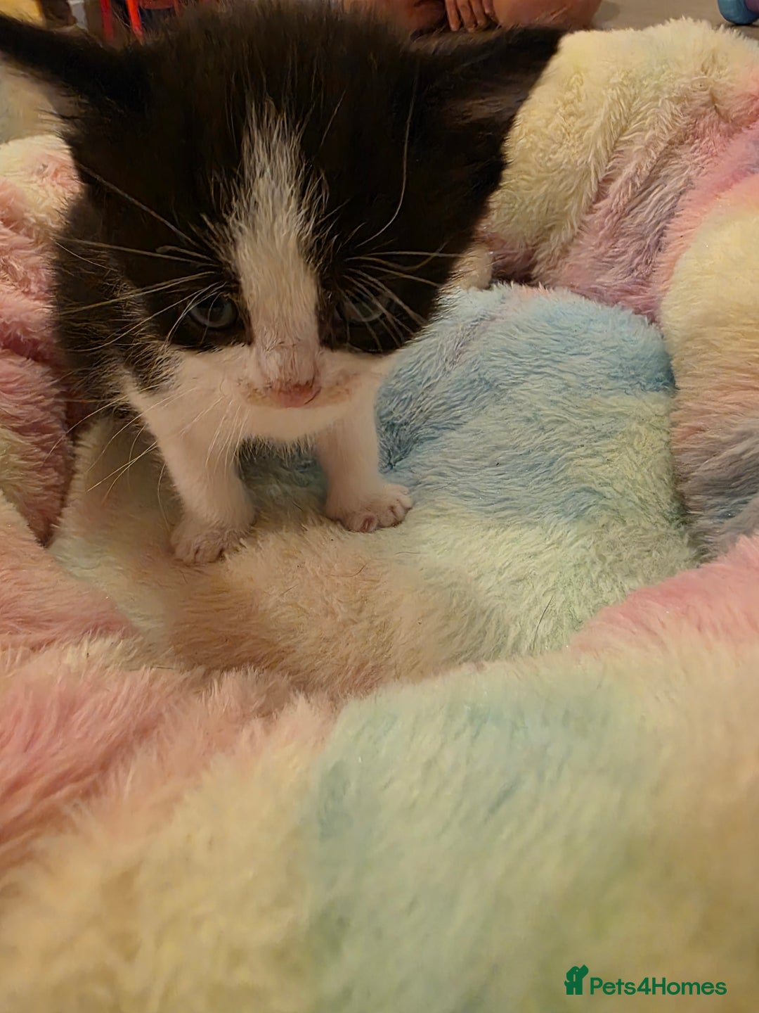 Mixed Breed cats for sale: Beautiful kittens - Advert 12