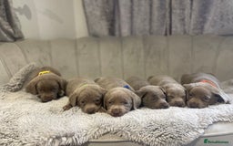 Labrador Retriever dogs for sale: Stunning silver Labradors puppy’s  - Advert 14