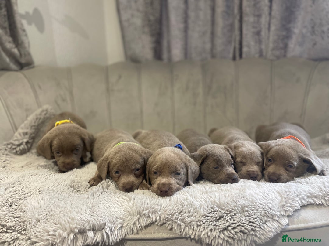 Labrador Retriever dogs for sale: Stunning silver Labradors puppy’s  - Advert 14