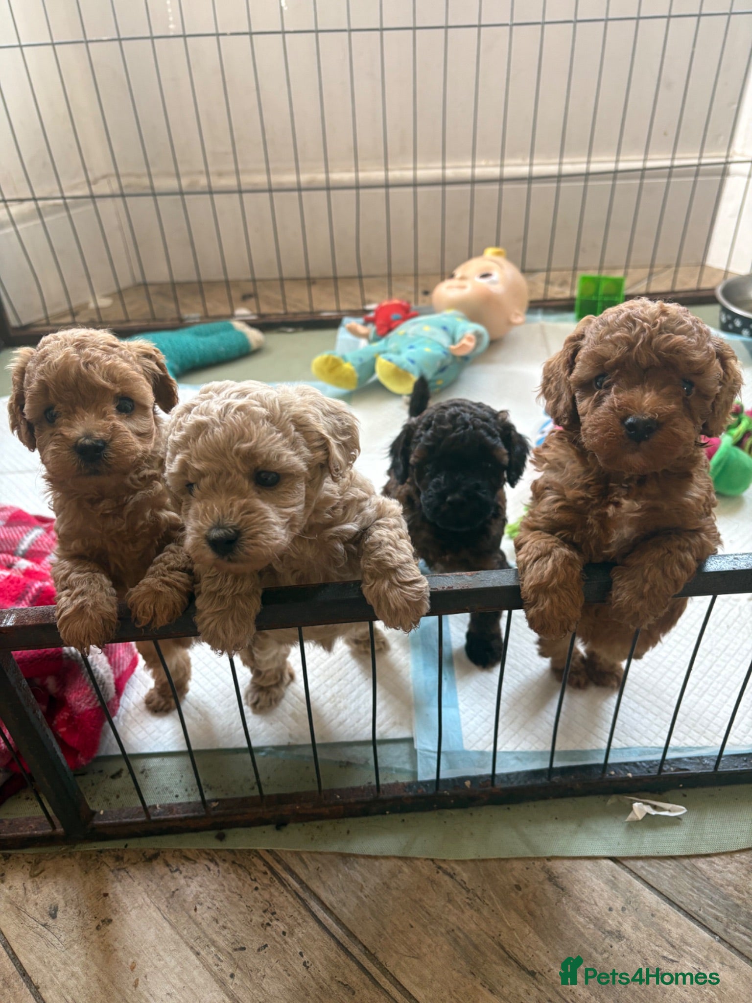 Cavapoo dogs Cavapoo puppies 3 Need Homes 🐶 - Advert 16