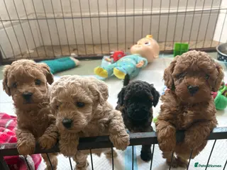 Cavapoo dogs Cavapoo puppies 3 Need Homes 🐶 - Advert 16