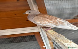 Doves birds for sale: Ring neck doves - Image 9