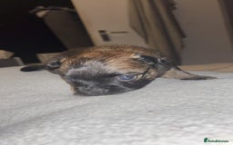 Mixed Breed dogs for sale: Chihuahua x pups  - Image 9